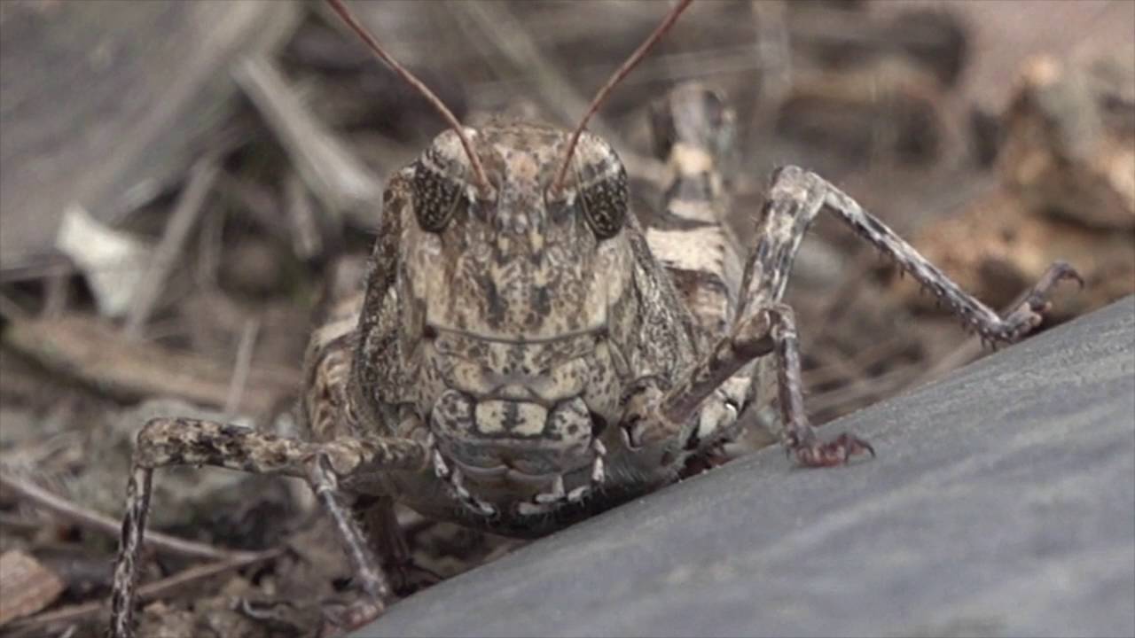 昆虫動画 散歩途中で出会った虫たち バッタ編 ー 完全な保護色 ヒナバッタ ー Youtube