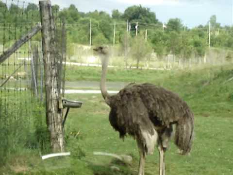 Safari parc montreal coupons