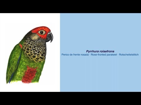 Video Encyclopedia of Parrot Species - #236 Pyrrhura roseifrons