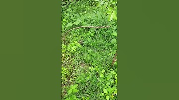 Jebakan burung trucukan #shortvideo
