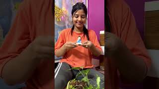 Creating A Mini Lord Buddha Garden