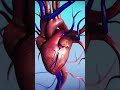 Function of the humen Heart #shorts
