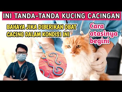 Video: Bagaimana untuk mengetahui sama ada kucing anda sedang panas: 11 Langkah