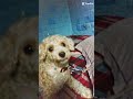 #xuhuong #dog cute