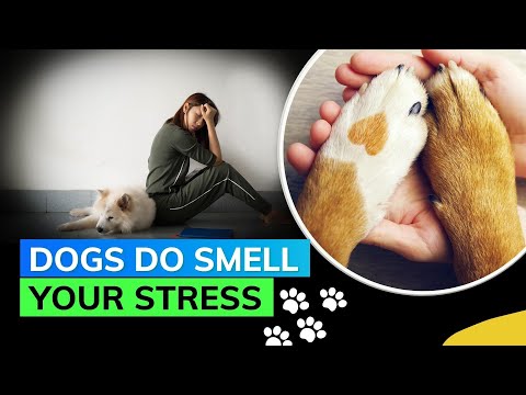 Your Dog Can Actually Sniff If You’re Feeling Stressed: Study