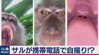 サルが携帯で自撮り（2020年9月16日）