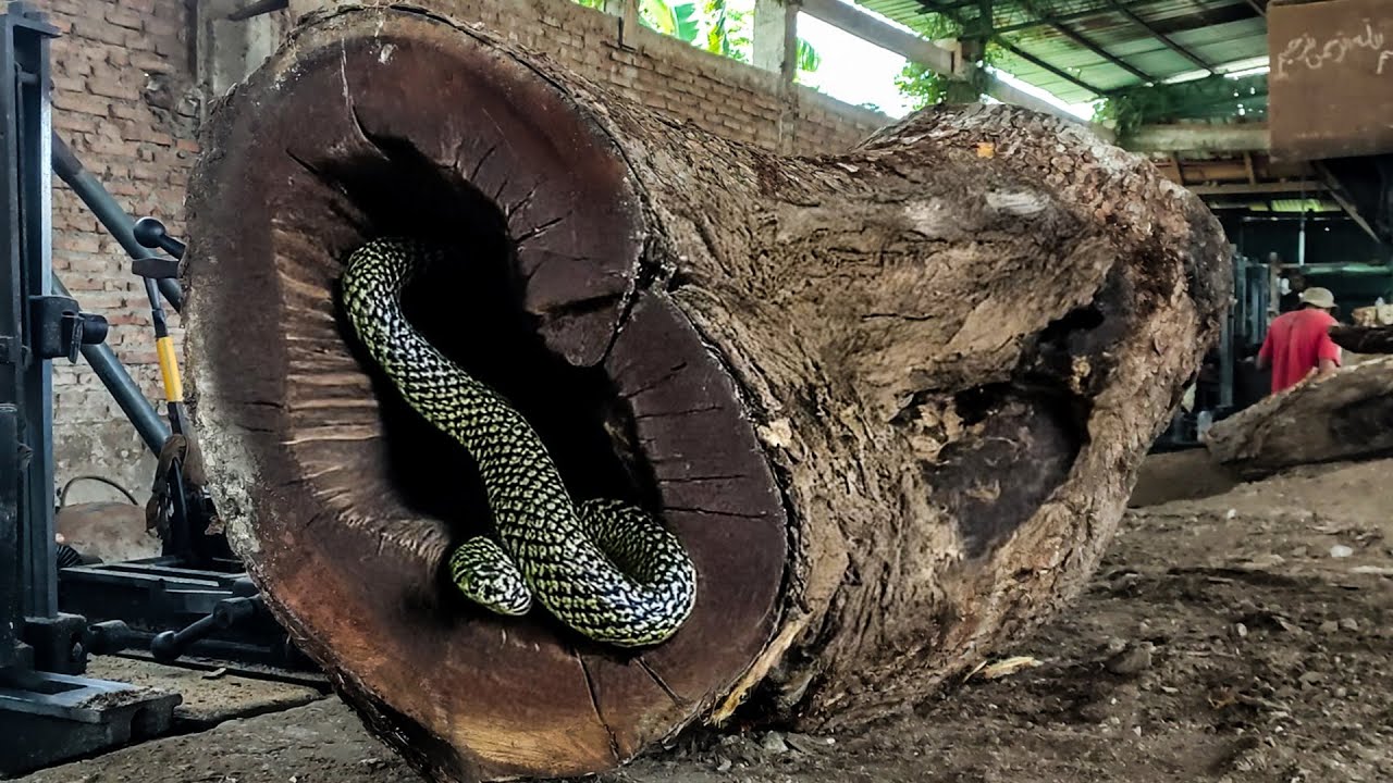 Trembesi Wood Hard‼️ London’s Best Kept Sawmill Secret