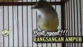 Download Mp3 Semua Ciblek Pasti Nyaut dengar ini || Pancingan ciblek bahan agar cepat bunyi Gudang lagu Download Mp3 Semua Ciblek Pasti Nyaut dengar ini || Pancingan ciblek bahan agar cepat bunyi