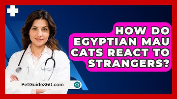 How Do Egyptian Mau Cats React to Strangers? - PetGuide360.com