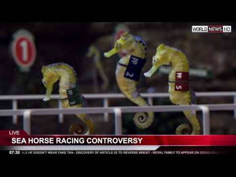 Paddy Power stages world’s first Seahorse Race