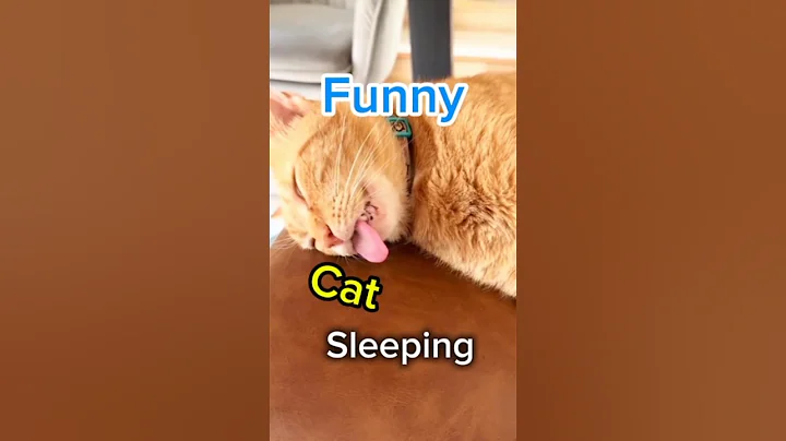 Video 11434391: cats compilation, cat sleeping sound, sleepy cat, funny cat sleeping