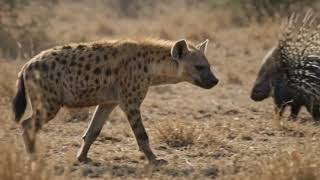 Why Even Lions Fear The African Crested Porcupine