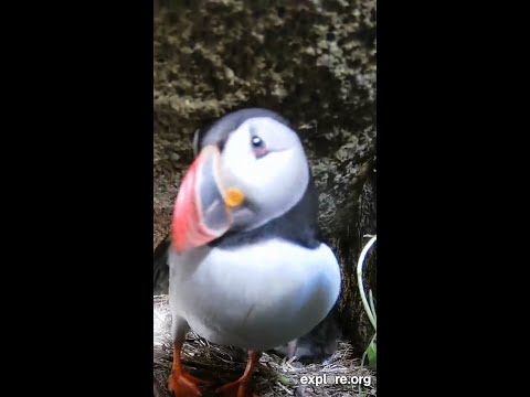 Puffin Chick Enjoys Fish