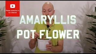 Tips and tricks Amaryllis Pot flower