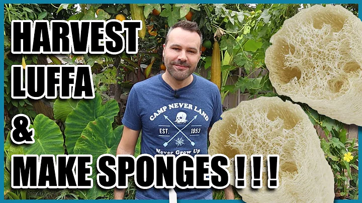 Raccolta del luffa e produzione di spugne!