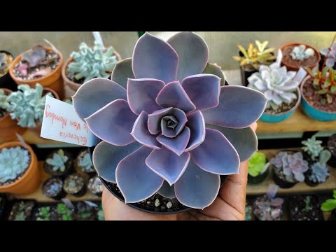 ቪዲዮ: Echeveria 'Perle Von Nurnberg' - የፔርል ቮን ኑርንበርግ ሱኩለር እንዴት እንደሚያድግ