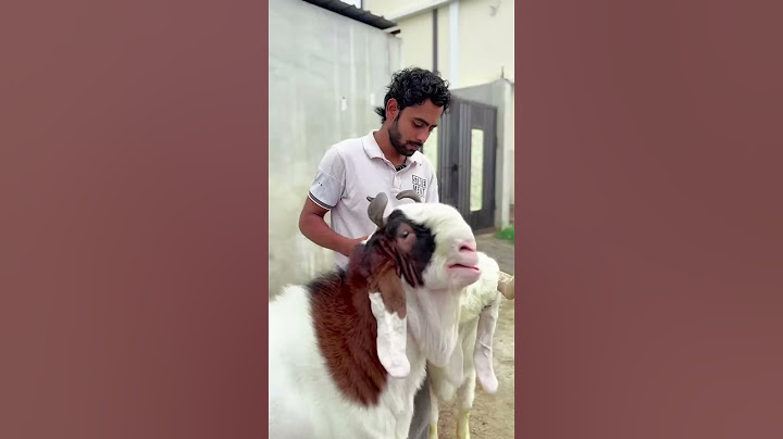 1lakh ka bakra 2 lakh me kyu kharida 🥺🙏🏻🐐🐐#shotsfeed #bakra #viralshorts #eid