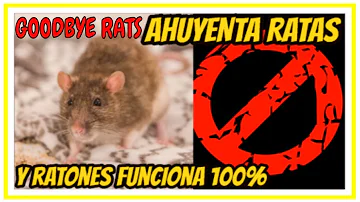 ¿Qué ruido odian las ratas?