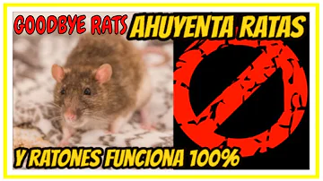 ¿Qué ruido asusta a un ratón?