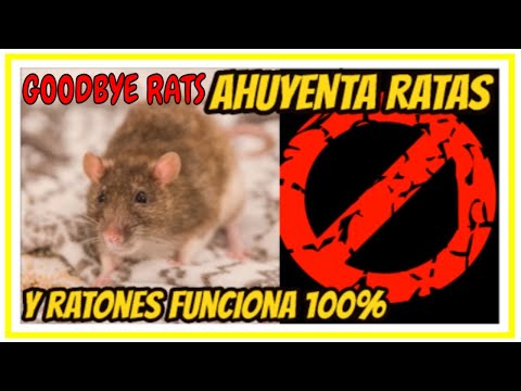 Video: ¿Las ratas emiten un silbido?