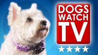 Dogs Watching TV What Do Dogs Perceive When They Watch Tv