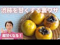 【渋柿を驚くほど甘くする裏ワザ】ライフハック