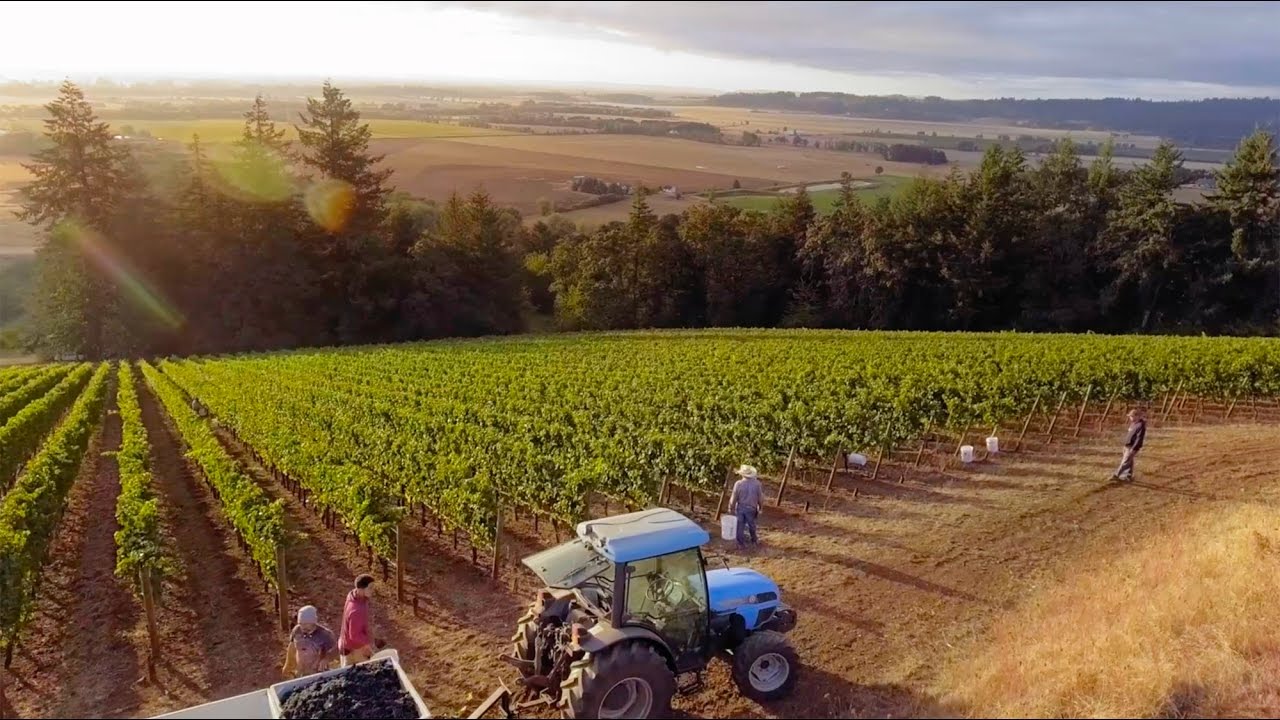 Willamette Valley, Oregon - Wine Region of the Year