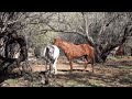 Wild Horses Roaming Tonto Forest - Mark Storto Nature Clips