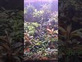 Aquarium❤ Bucephalandra🌿🌿🌿 👍👍👍