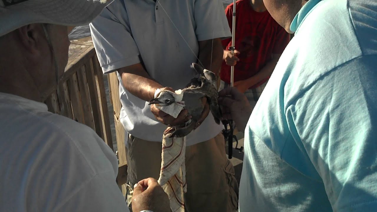 Bird caught on fishing line