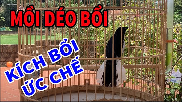 KÍCH CHÒE HÓT || Chòe than MỒI DÉO BỔI || KÍCH BỔI RỪNG ỨC CHẾ || CỰC NHẠY