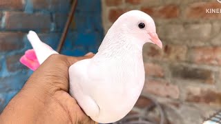 Pure Panjabi malwai pathe for sale in Delhi 1000 per mob 8447579723