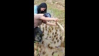 Download Lagu FUNNY VIDEO HARDI FADILLAH BAJAK NADYA ARINA MP3