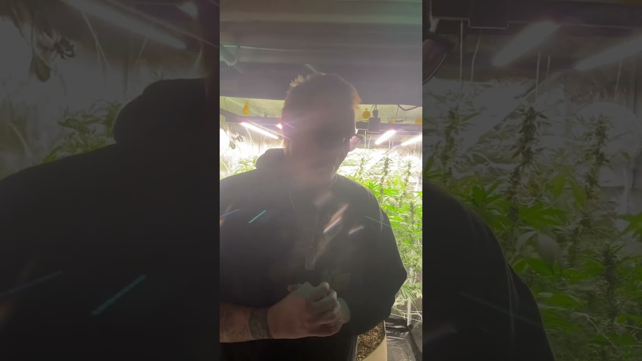 Flowering Cannabis SATIVA using 11 hours on & 13 hours off!!!