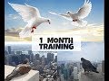 HOW TO TRAIN YOUR PIGEONS  TO COME BACK HOME | beginners tutorial