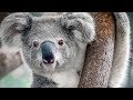 Le koala n'est pas si mignon - ZAPPING SAUVAGE