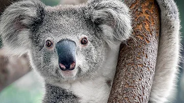 Est-ce que les koala sont dangereux ?