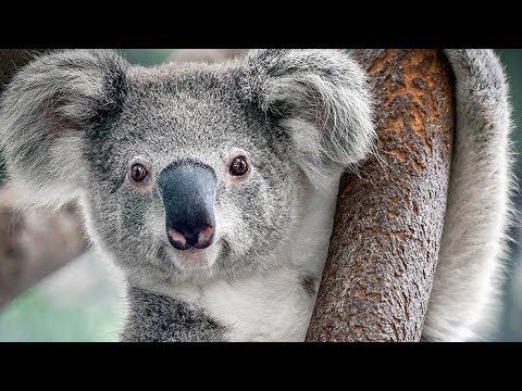 Vidéo: Koala - ours marsupial et sans défense