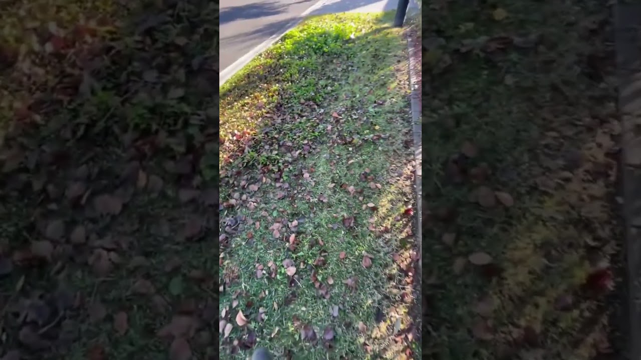 From clean cuts to pristine edges, we make your yard look its best every time