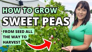 How To Grow Snow Peas, Sweet Peas, & Snap Peas From Seed To Harvest #peas #vegetablegarden #garden