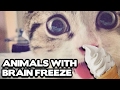 Animals getting brain freeze compilation best funny animal compilation