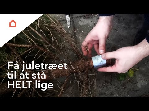 Video: De 12 verdens smukkeste juletræer