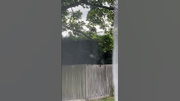 #reels2024  squirrel 🐿️ rat 🐀 race up ⬆️ a tree 🌳 haha 😛 enjoy 😉