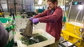 Oleo Sponge, La Esponja Que Absorbe Petróleo