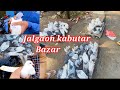 Jalgaon kabutar market  saturday marked  zain king pigeon 