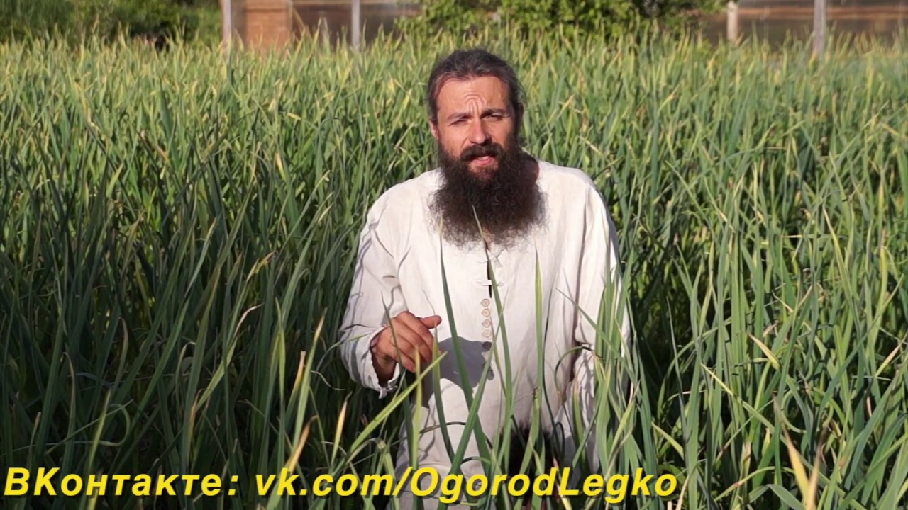 Почему желтеет чеснок?