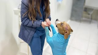 13 surgeries after what his addicted owner did, the loyal dog has no resentment by Animal Shelter 158,096 views 3 weeks ago 8 minutes, 26 seconds