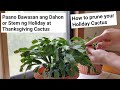 How to prune your christmas cactuspaano bawasan ang dahon ng holiday cactus