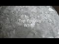 Top Egg Big White