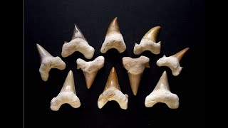 Maryland's Fossil Sharks: What tales do shark teeth tell?